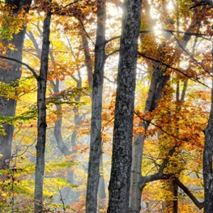 Turkey Run State Park Fall Colors